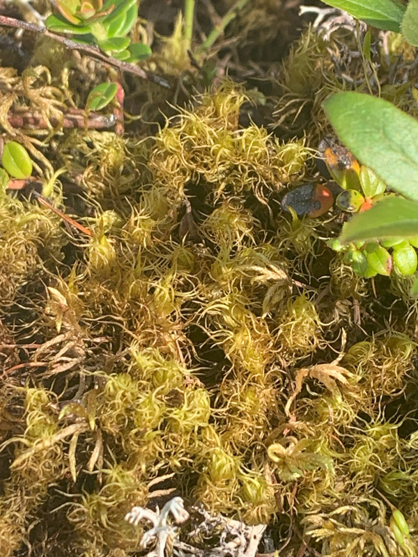 Dicranum brevifolium